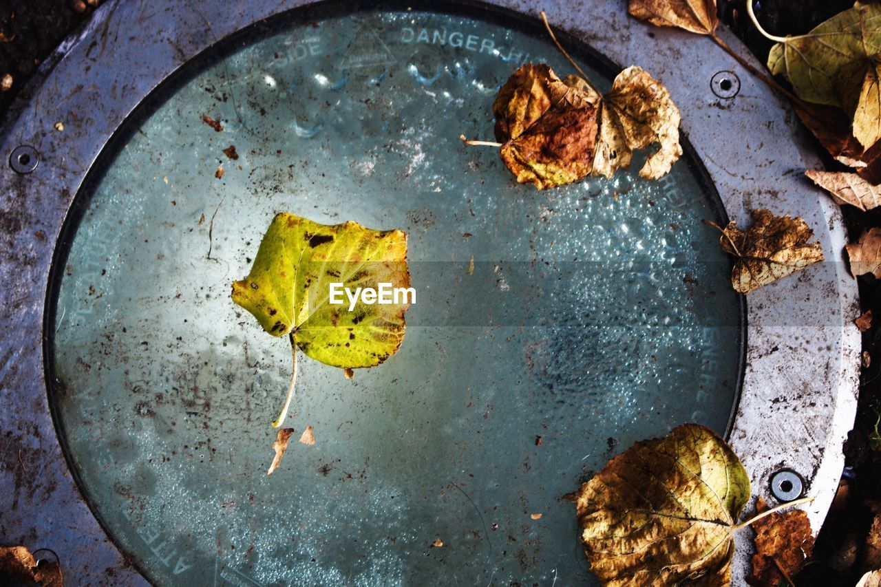 HIGH ANGLE VIEW OF DRY LEAF ON METAL