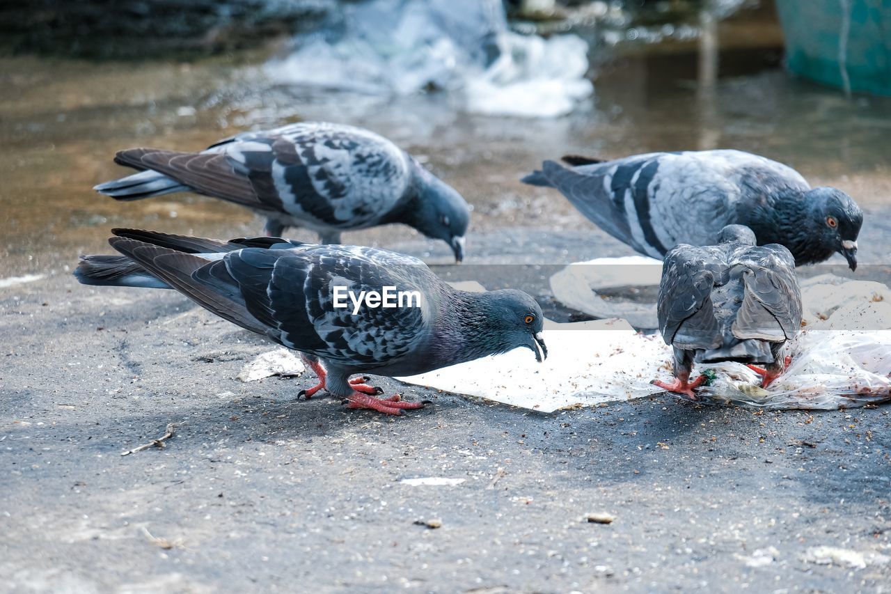 Pigeons on a street