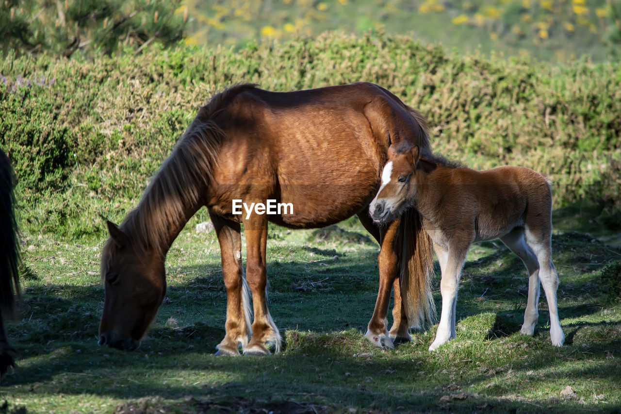 Horse standing on field