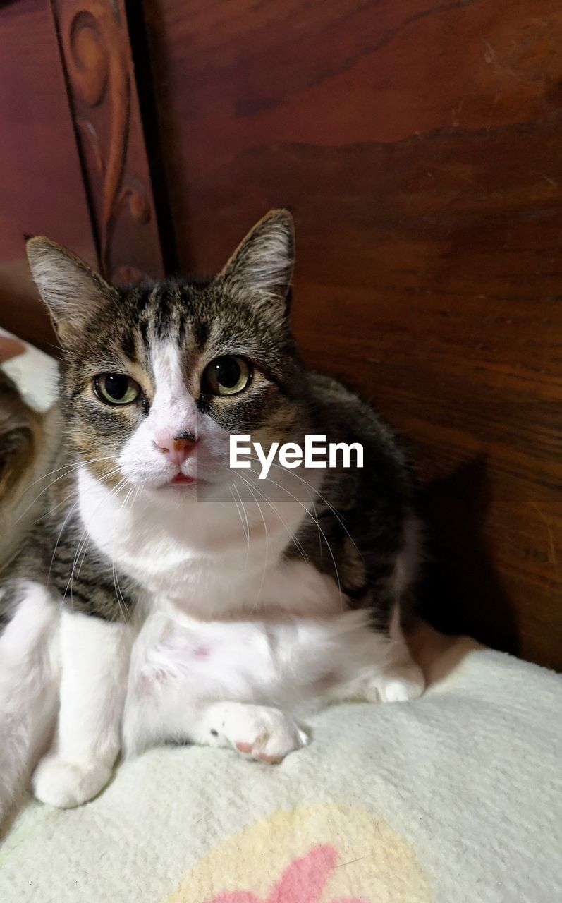 PORTRAIT OF CAT SITTING ON FLOOR