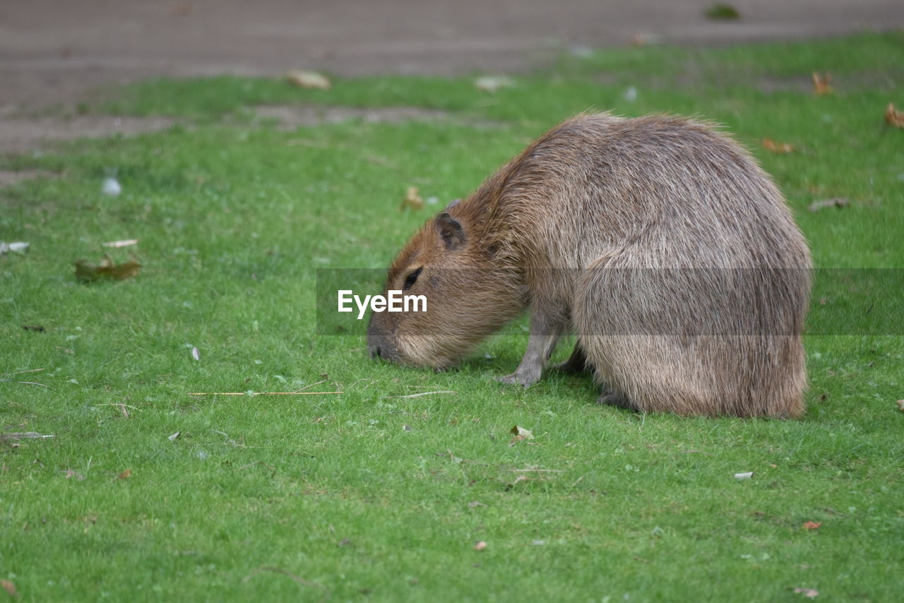 Capybara walking on the lawn