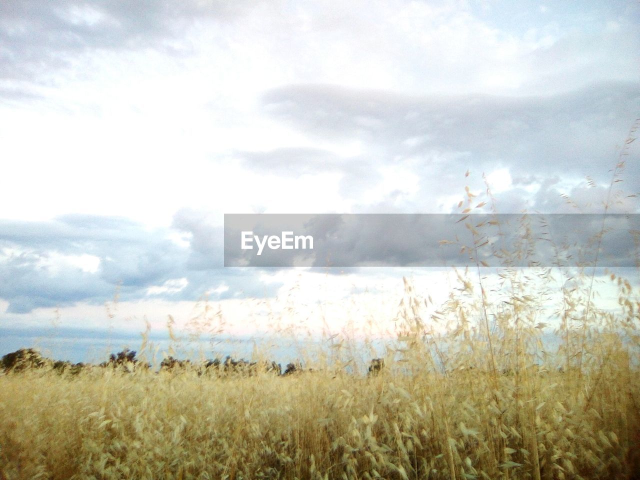 FIELD AGAINST SKY