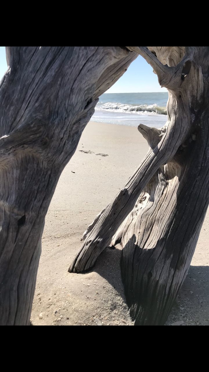 CLOSE-UP OF LIZARD ON BEACH