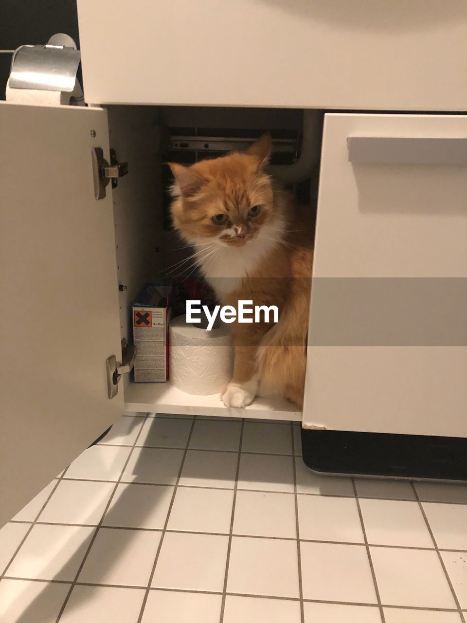 PORTRAIT OF CAT SITTING ON TILED FLOOR IN OFFICE