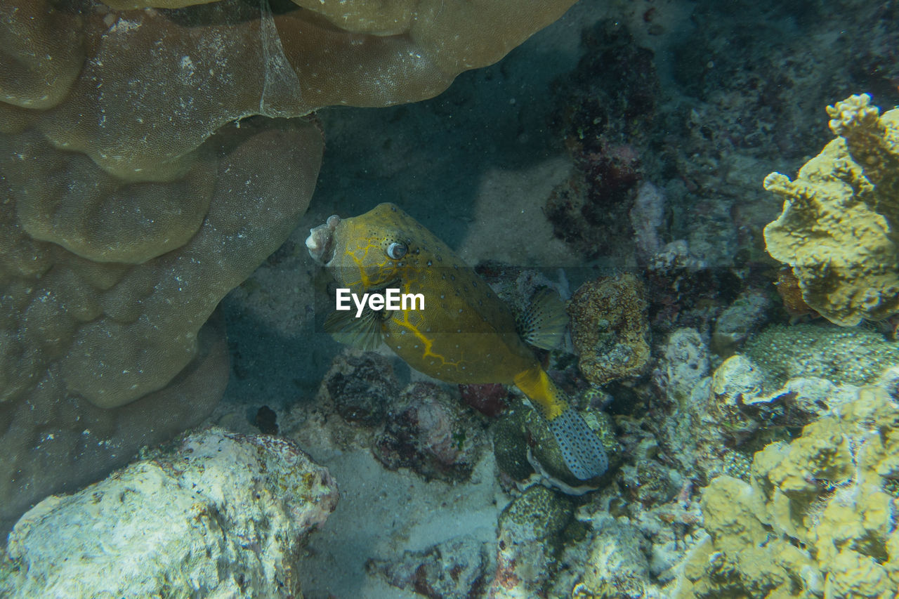 Fish swim at the tubbataha reefs philippines