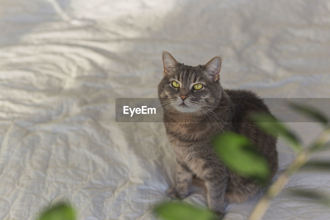 Gray domestic cat with beautiful eyes on a bed among green leaves of plants. copy space