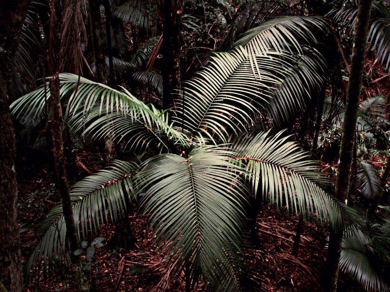 Palm tree growing in forest