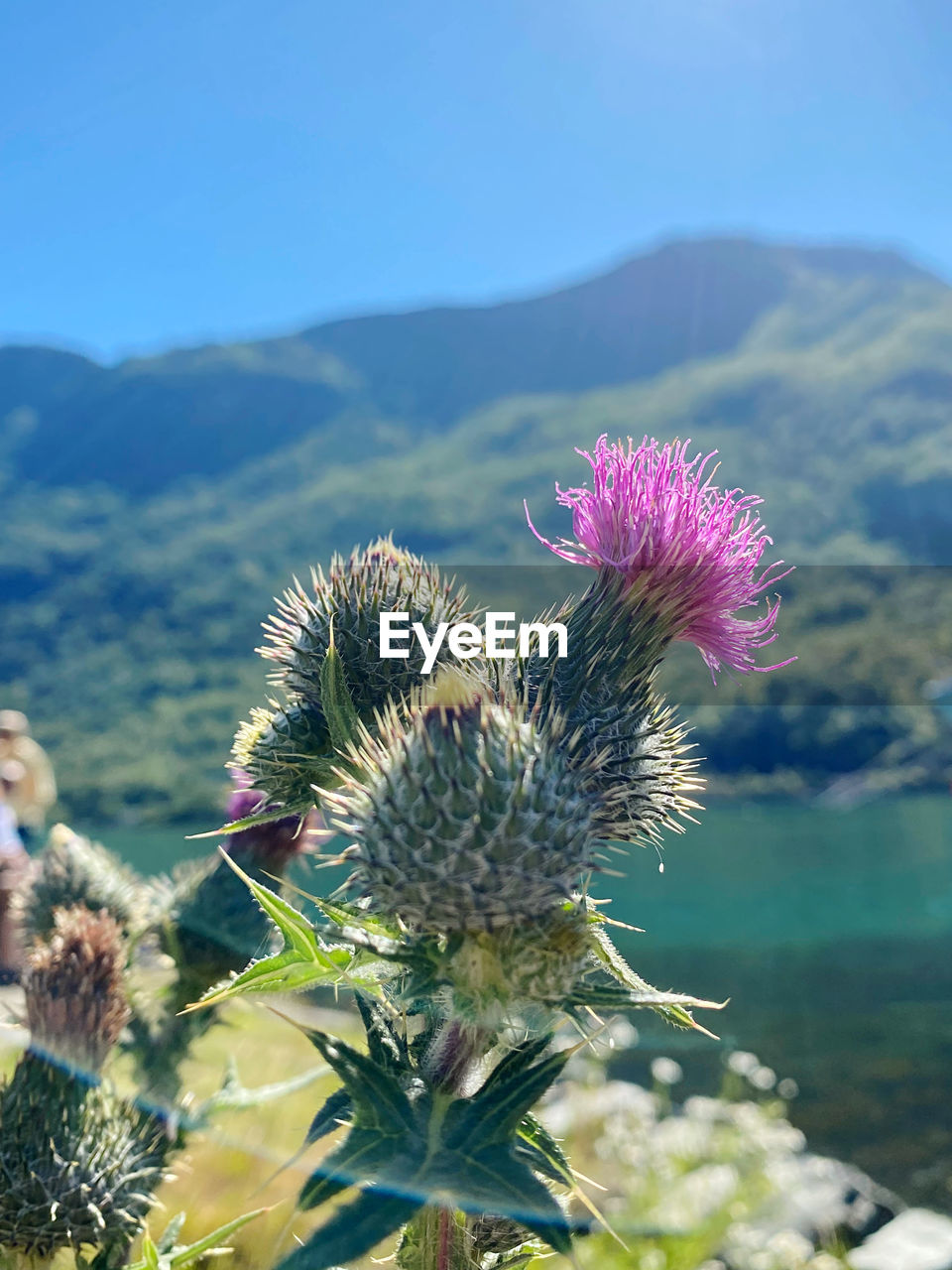 plant, flower, nature, flowering plant, beauty in nature, thistle, mountain, freshness, growth, no people, wildflower, focus on foreground, close-up, thorn, day, sky, cactus, flower head, environment, spiked, outdoors, scenics - nature, fragility, inflorescence, land, succulent plant, sunlight, landscape, tranquility, mountain range