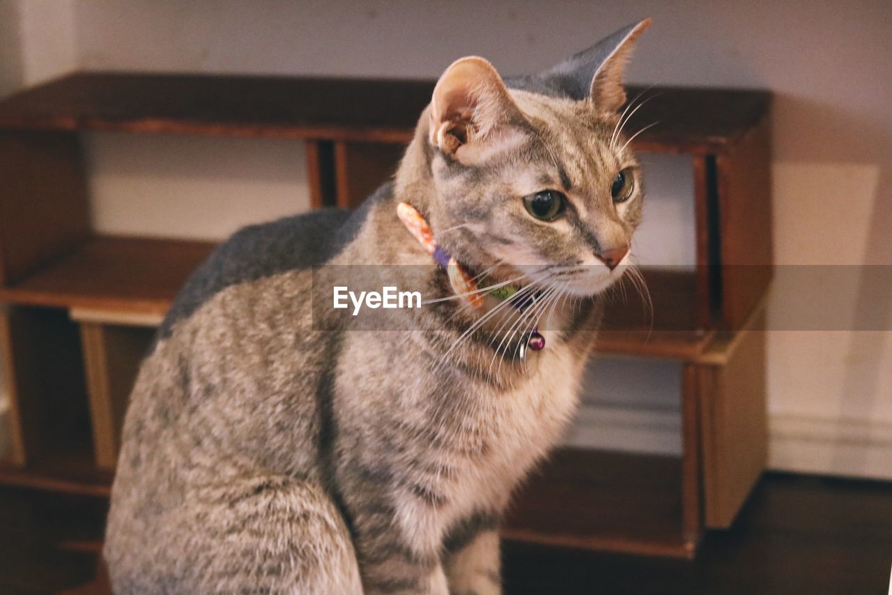 Close-up portrait of cat at home