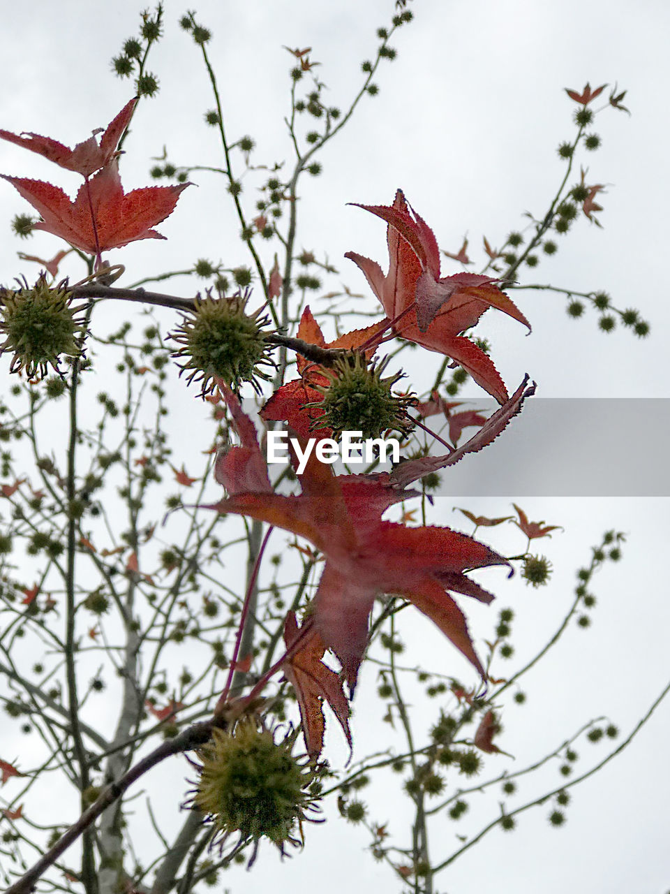 LOW ANGLE VIEW OF FLOWERING TREE AGAINST SKY