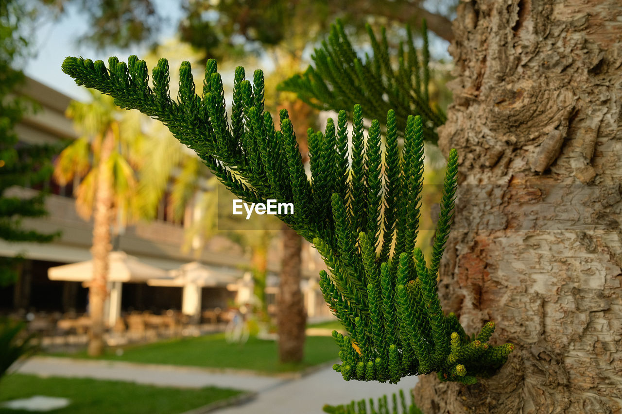 Close-up of palm tree