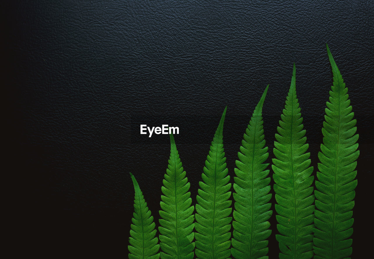 CLOSE-UP OF FERN LEAVES AGAINST WALL