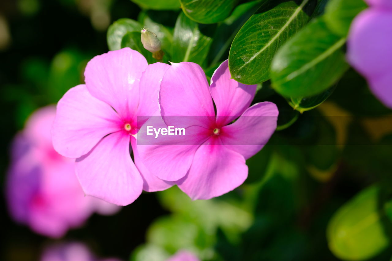 Close-up of pink flowering plant