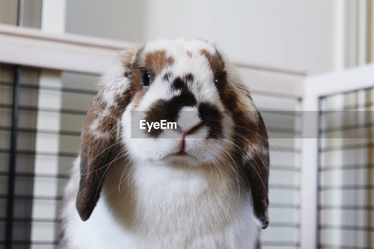 CLOSE-UP PORTRAIT OF A RABBIT