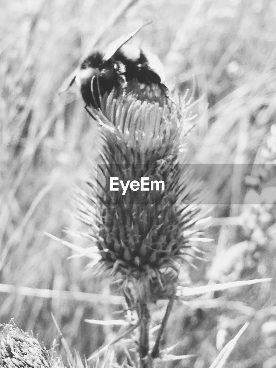 CLOSE-UP OF HONEY BEE POLLINATING FLOWER