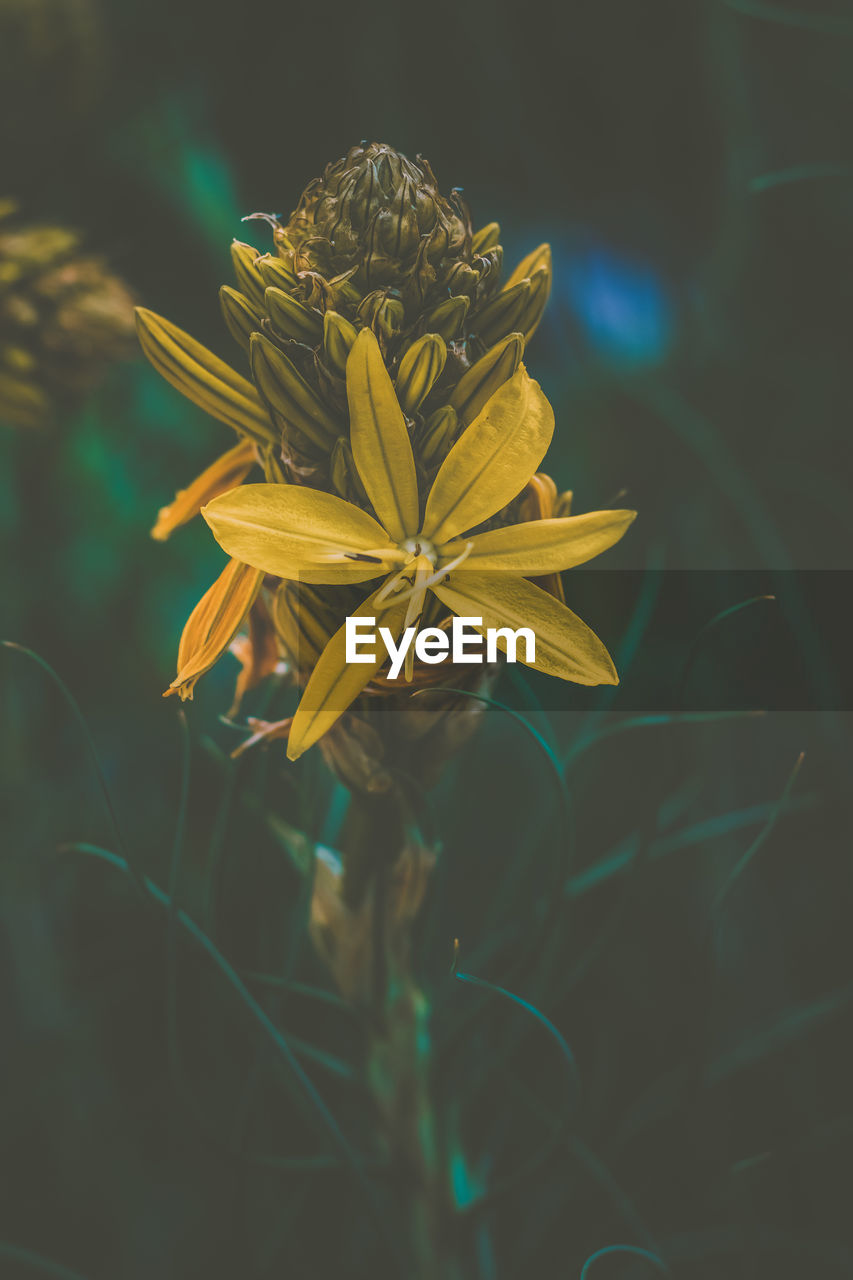 Close-up of yellow flowering plant