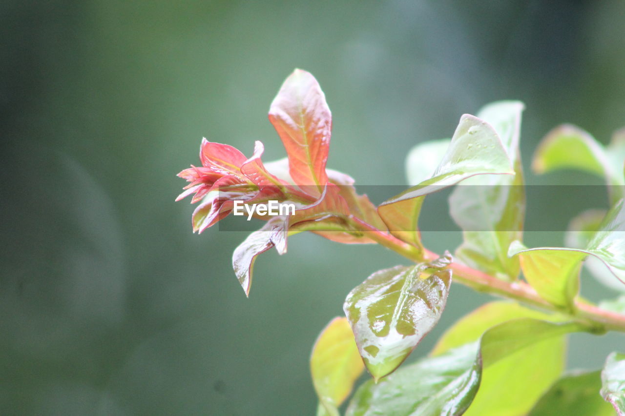 Close-up of red flowering plant