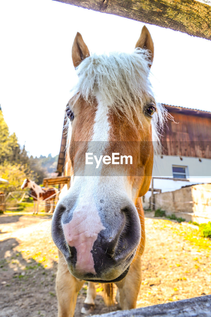 PORTRAIT OF HORSE IN PEN