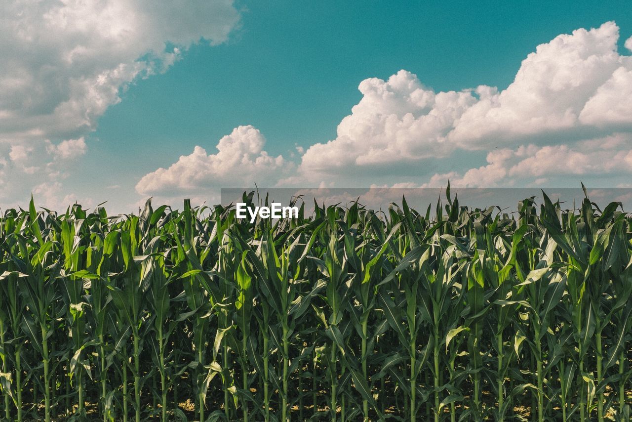 Corn crop in a field