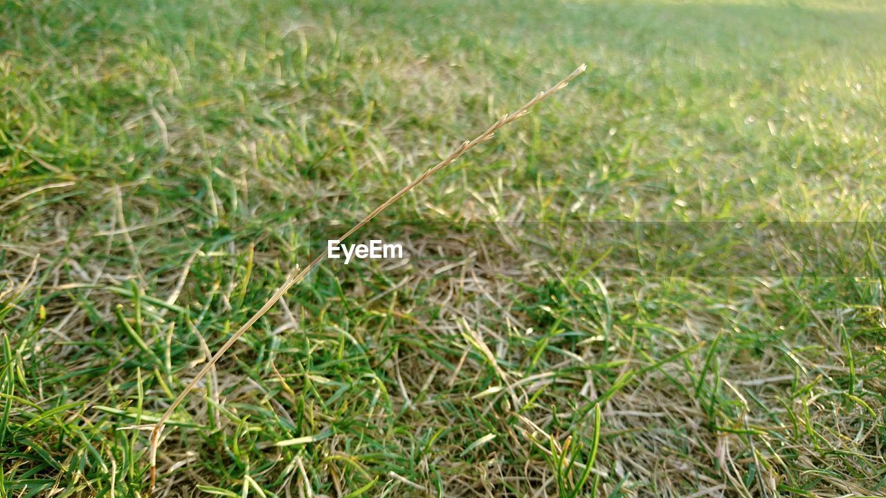 FULL FRAME SHOT OF GRASS GROWING ON FIELD