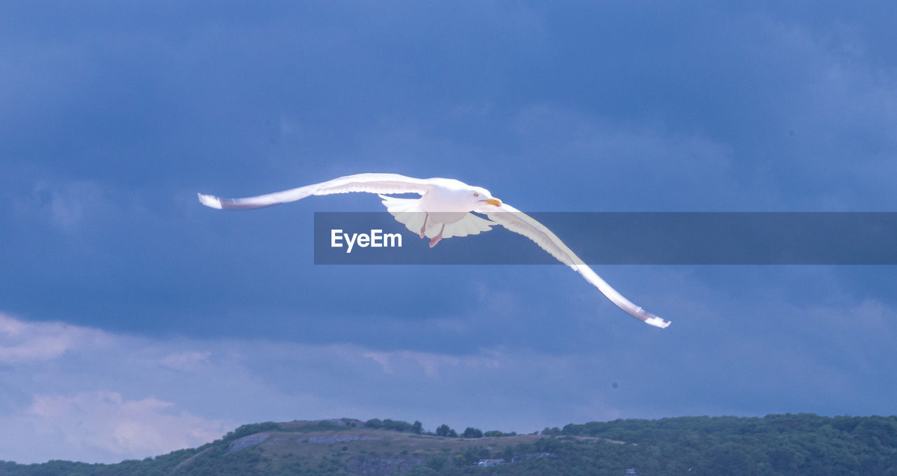 SEAGULL FLYING IN A SKY