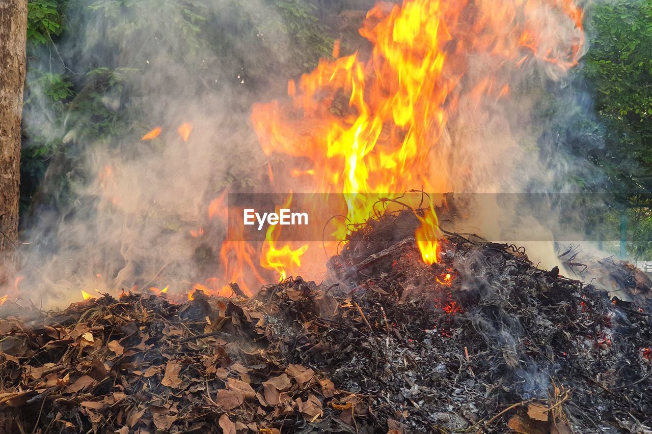 burning, fire, flame, heat, wildfire, nature, smoke, land, forest, no people, soil, tree, day, environment, outdoors, glowing, plant, bonfire, orange color, wood, environmental issues