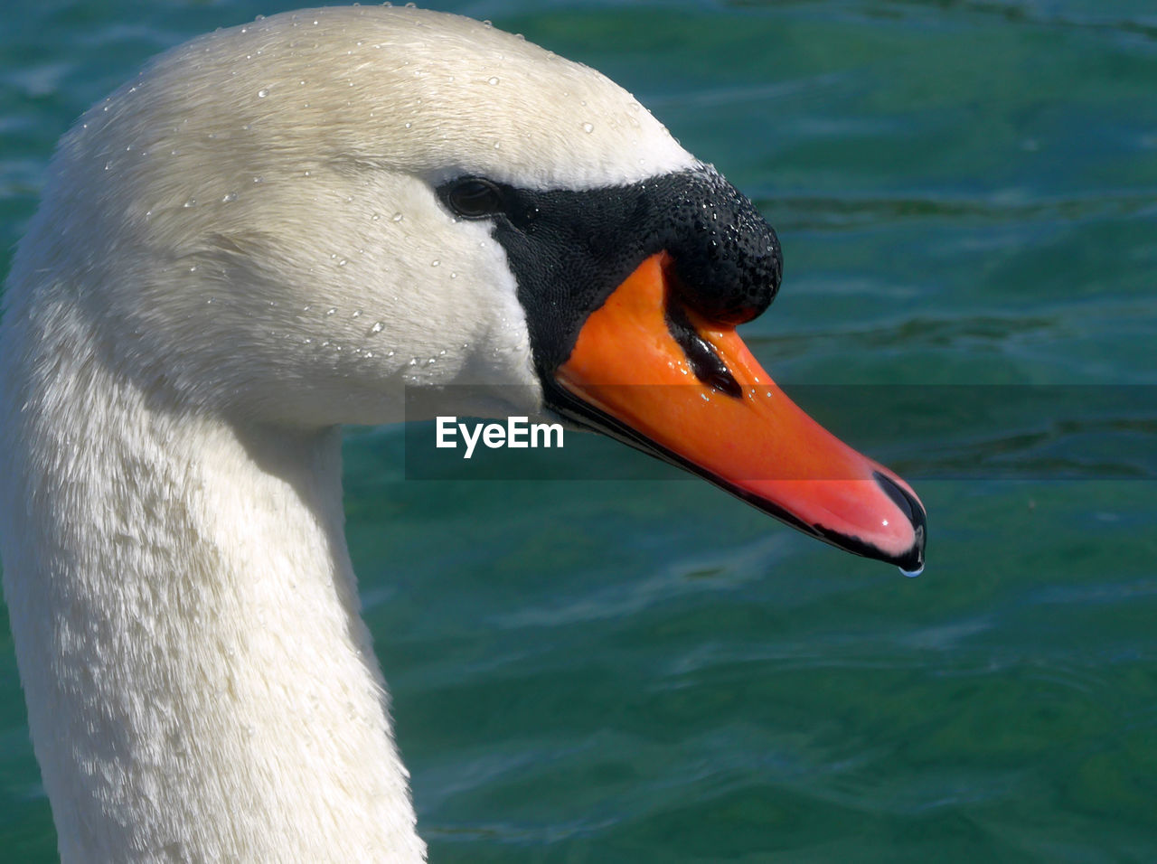 SWAN SWIMMING IN LAKE