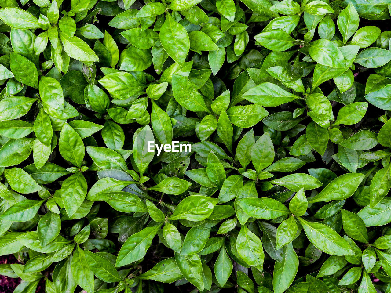 Full frame shot of green leaves