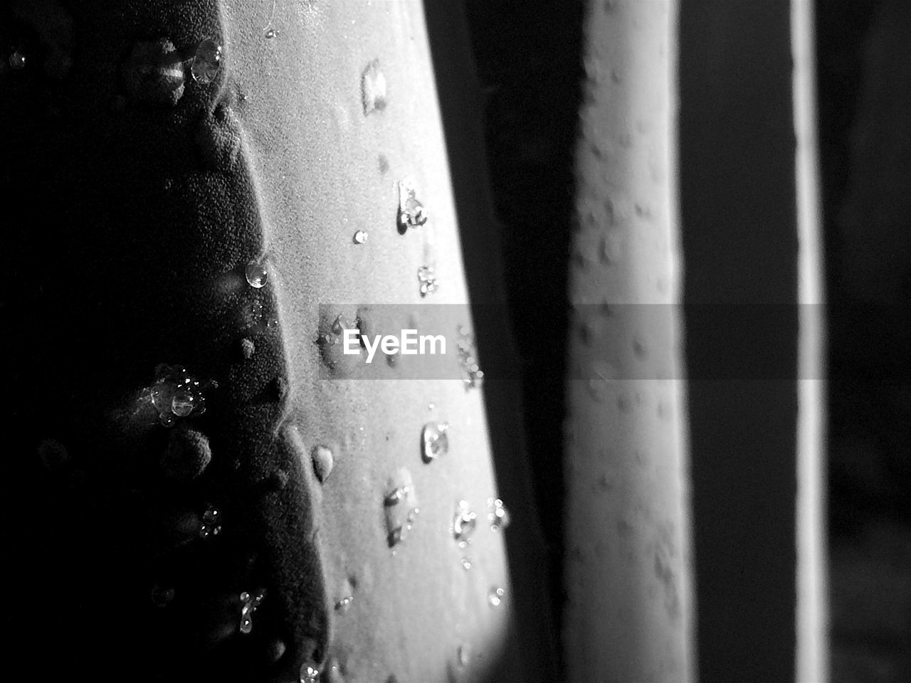 Close-up of water drops on twigs against blurred background