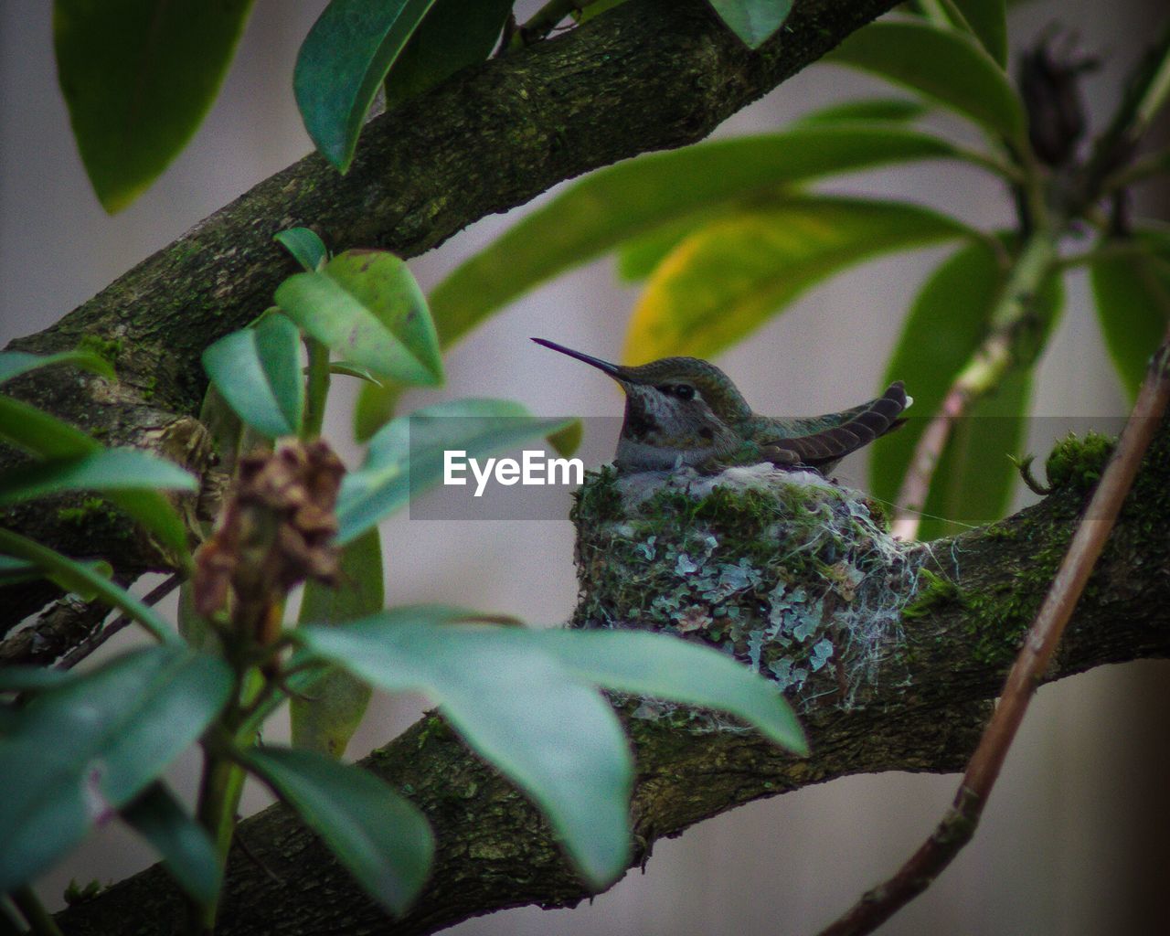 CLOSE-UP OF BIRD PERCHING ON BRANCH