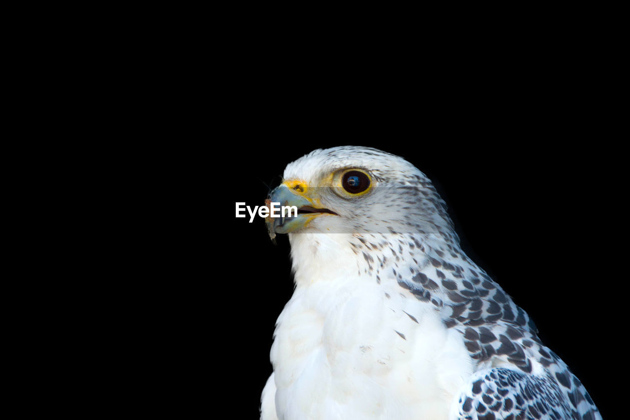 CLOSE-UP OF WHITE BIRD AGAINST BLACK BACKGROUND