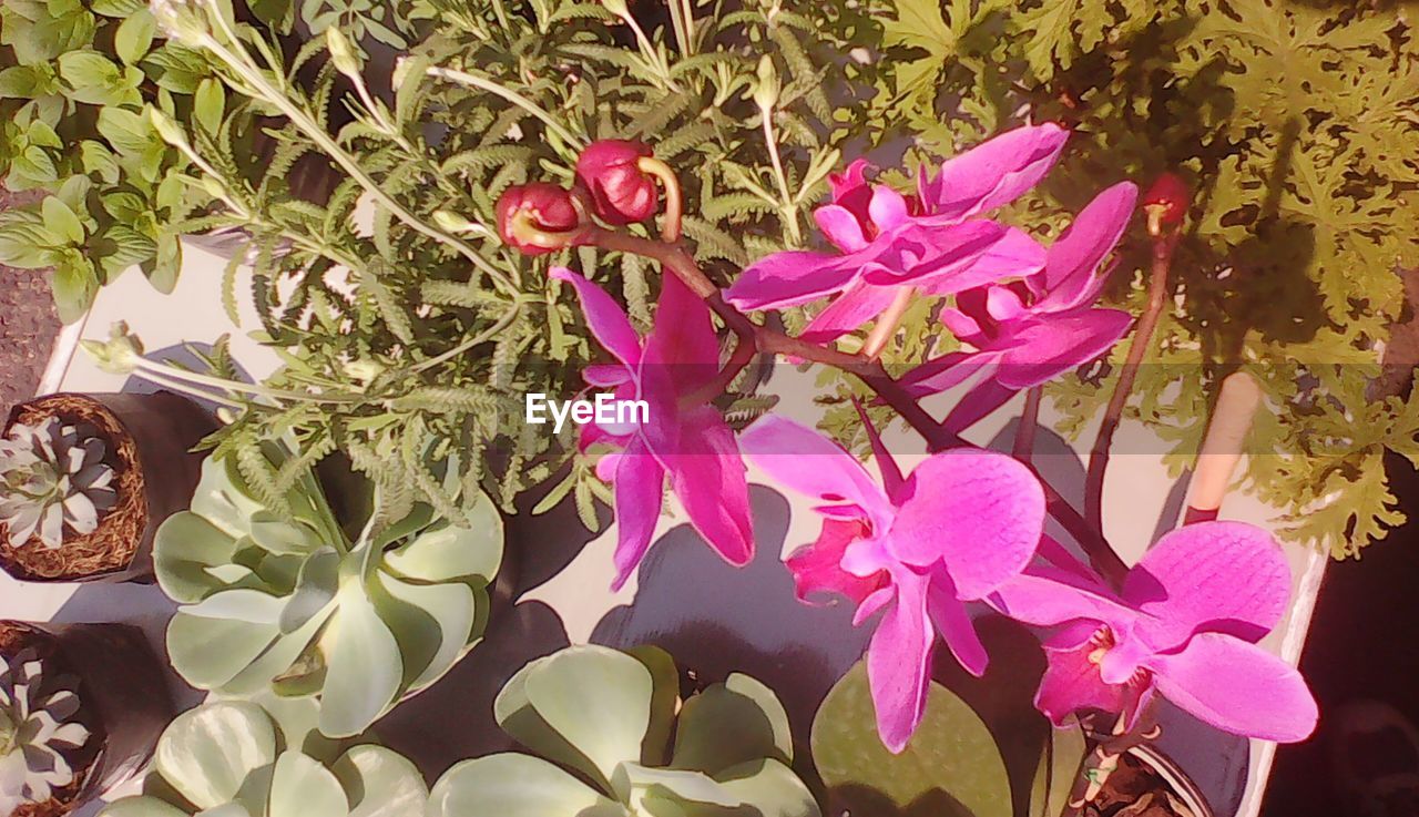 CLOSE-UP OF FLOWERS AND LEAVES