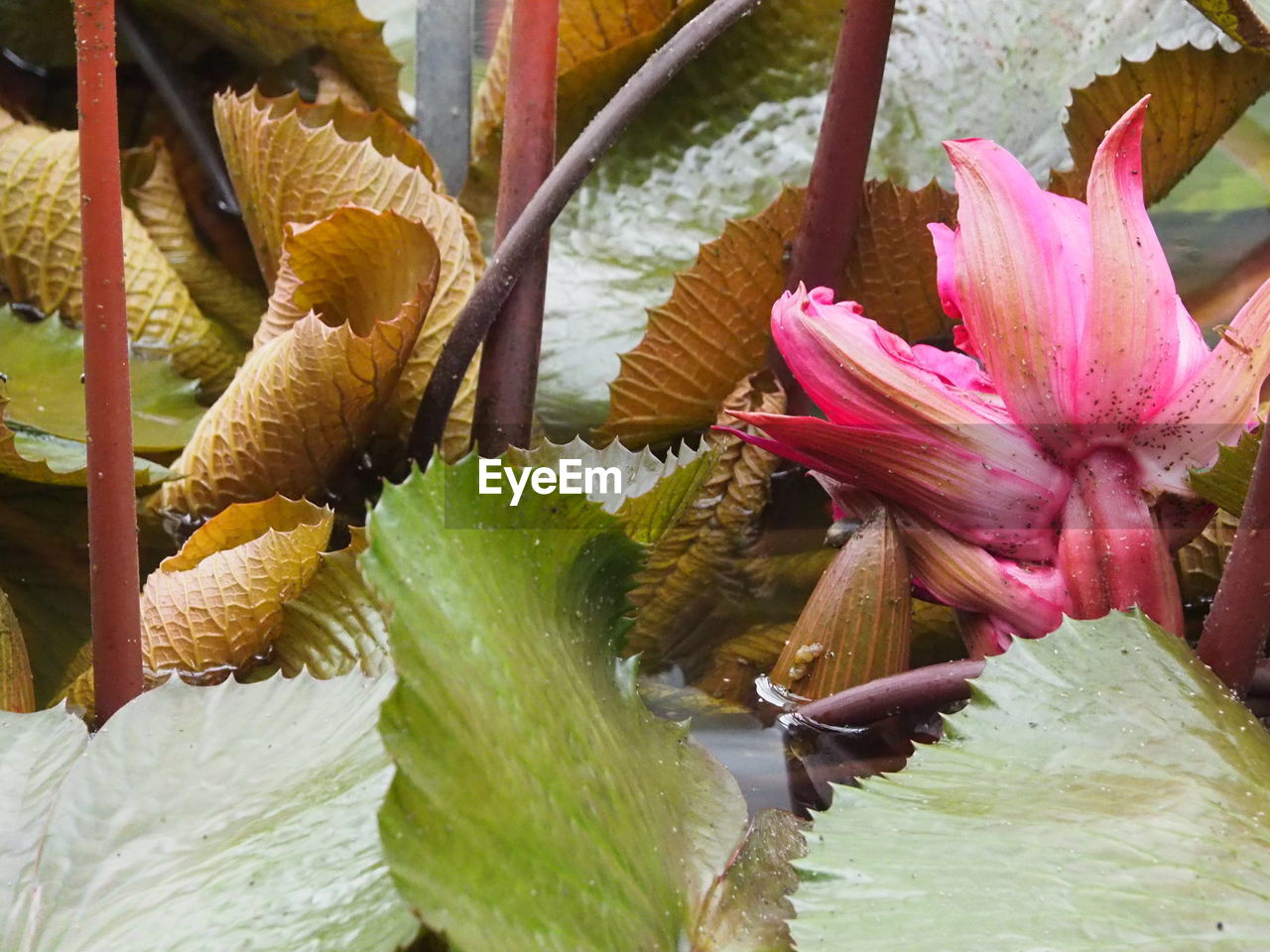 CLOSE-UP OF LOTUS WATER LILY IN POND