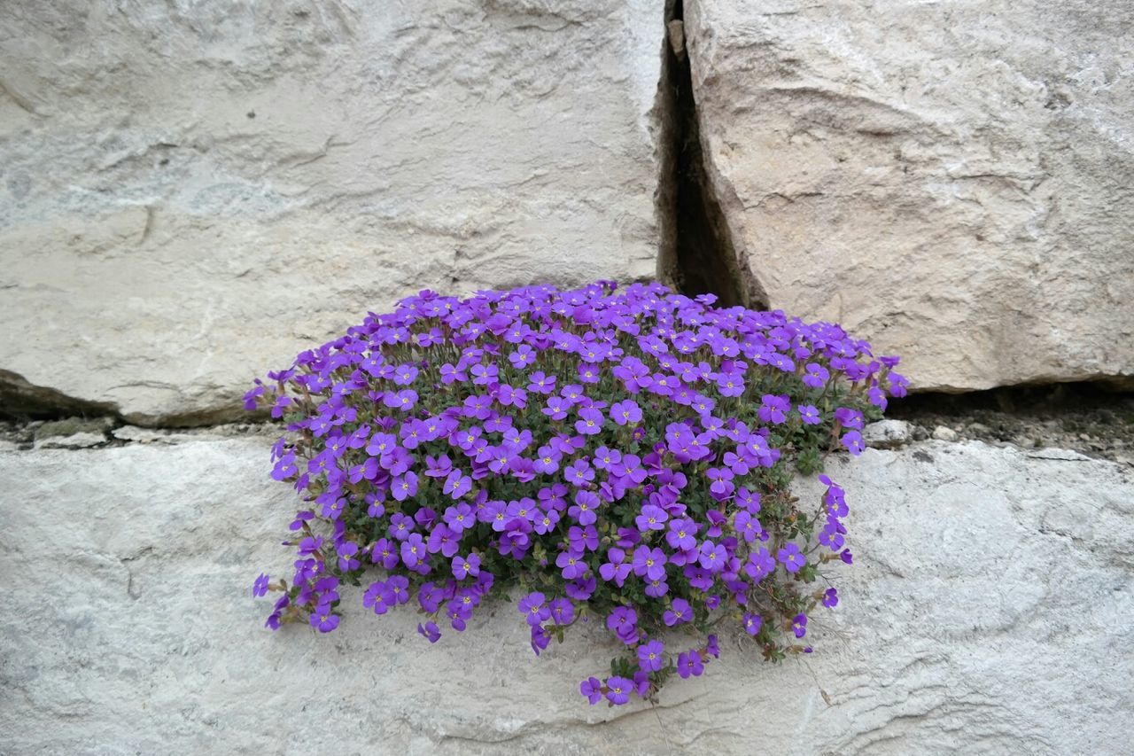 Flowers growing between rocks