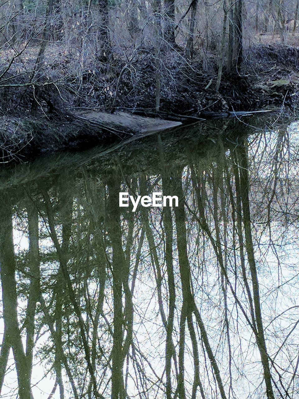 FULL FRAME SHOT OF WATER IN TREE