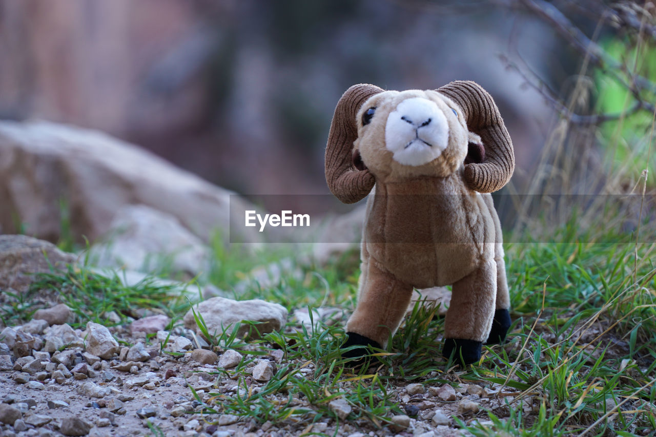CLOSE-UP OF STUFFED TOY IN FIELD