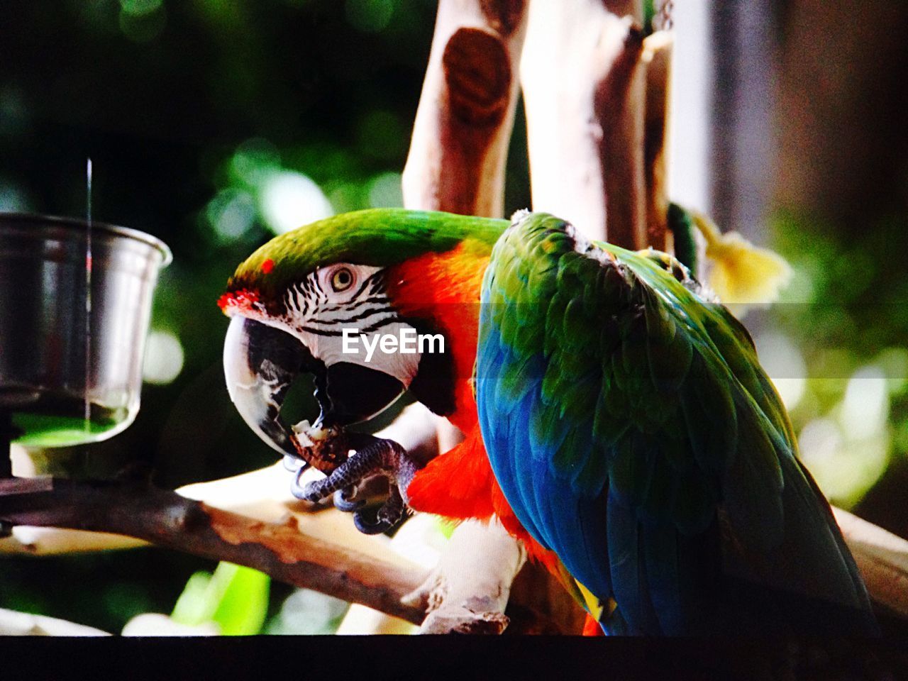 Macaw eating