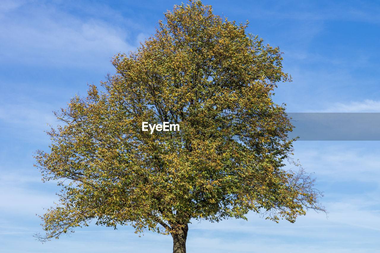 Low angle view of tree against sky during autumn