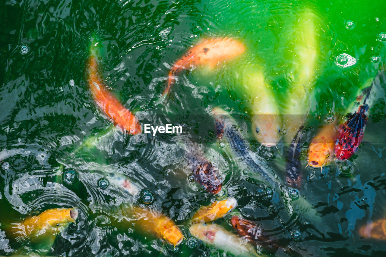 koi, water, carp, swimming, koi carp, animal, animal themes, animal wildlife, fish, wildlife, group of animals, nature, goldfish, marine biology, high angle view, pond, no people, school of fish, sea, large group of animals, underwater, sea life, marine, aquarium, outdoors, orange color, day