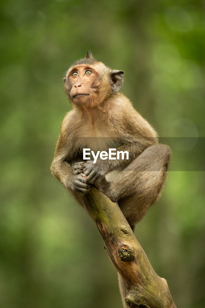 Baby long-tailed macaque looking up on branch