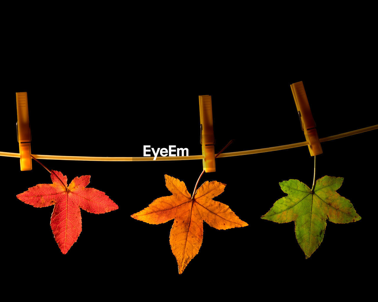 CLOSE-UP OF AUTUMNAL LEAVES AGAINST BLACK BACKGROUND