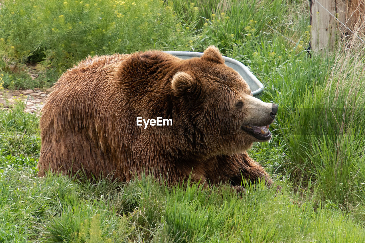 VIEW OF LION IN FIELD