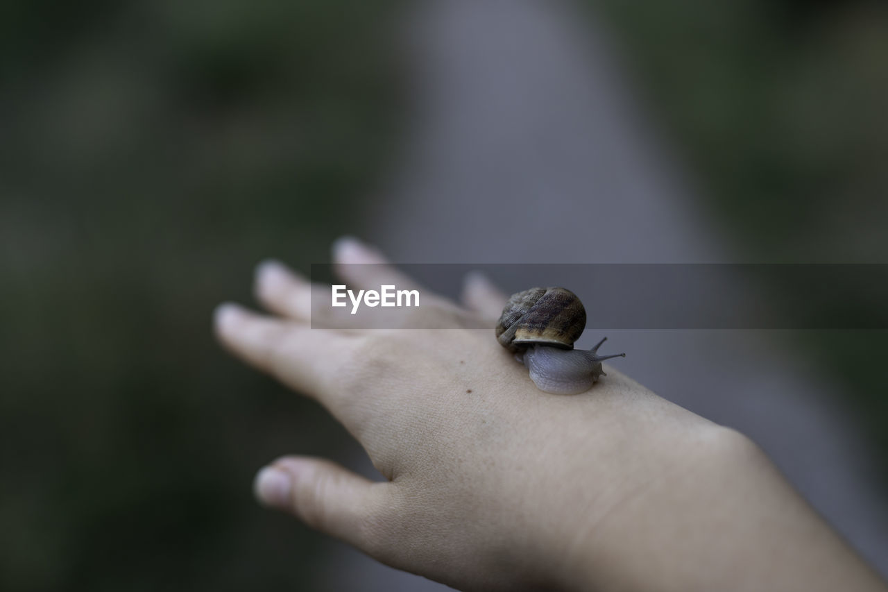 CLOSE-UP OF HUMAN HAND HOLDING SMALL INSECT