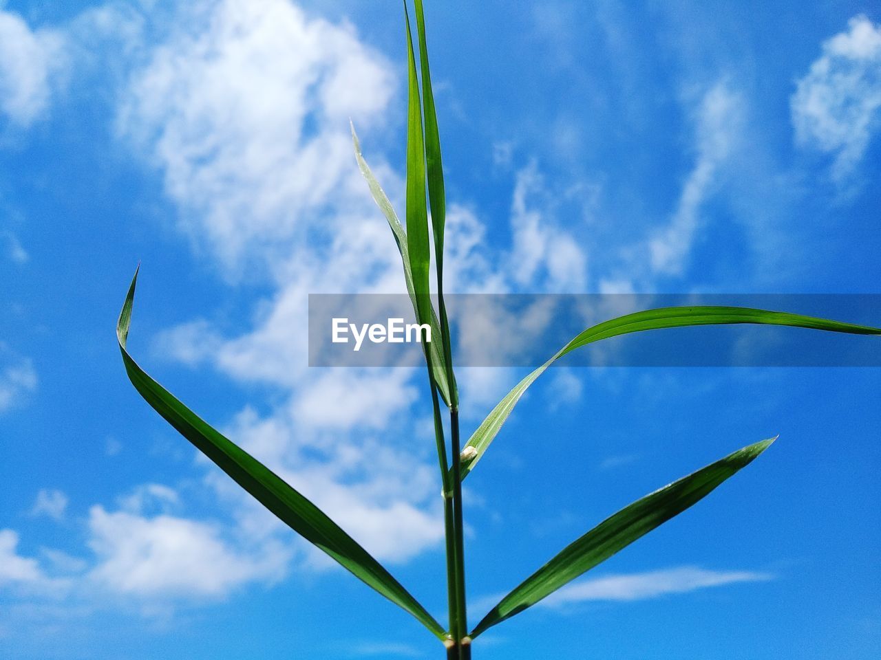 Low angle view of plant against blue sky