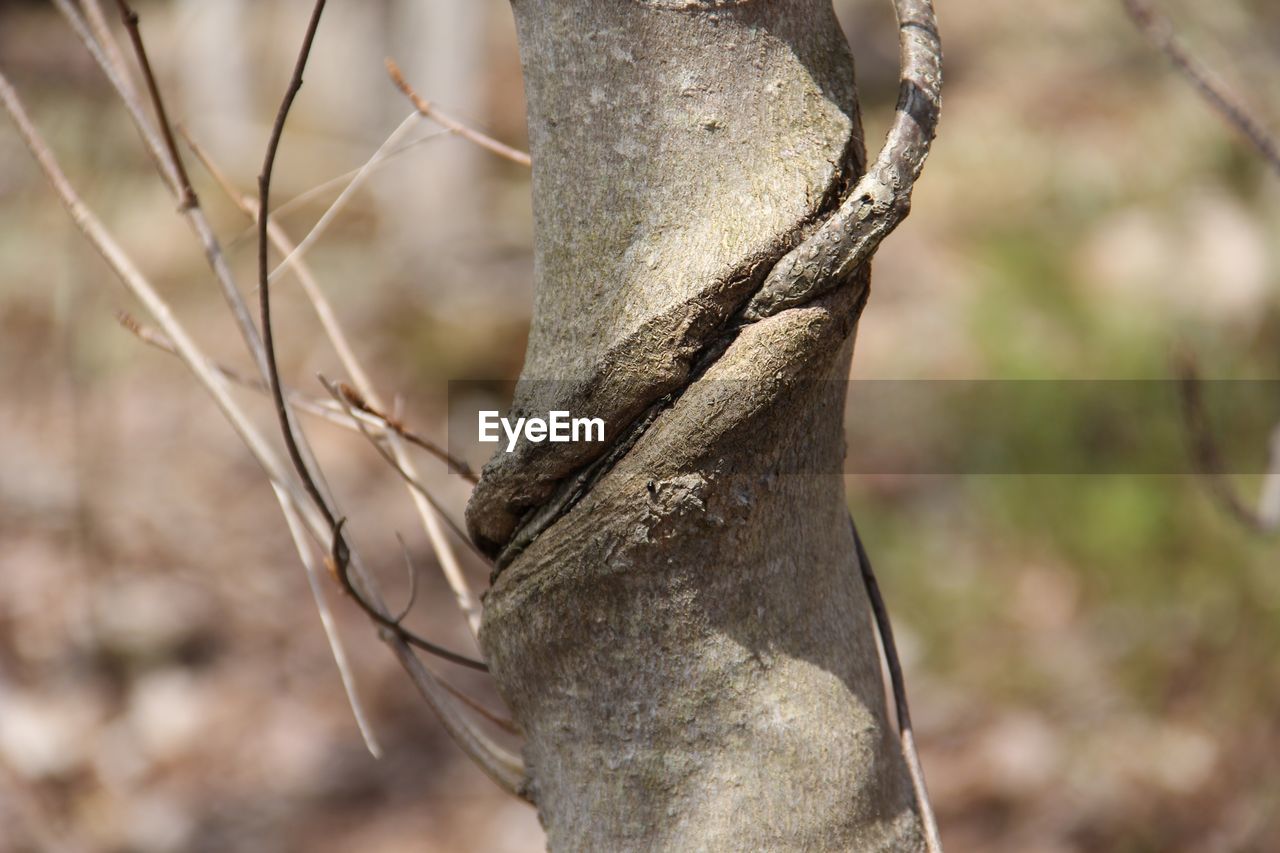 CLOSE-UP OF TREE TRUNK IN THE FOREST