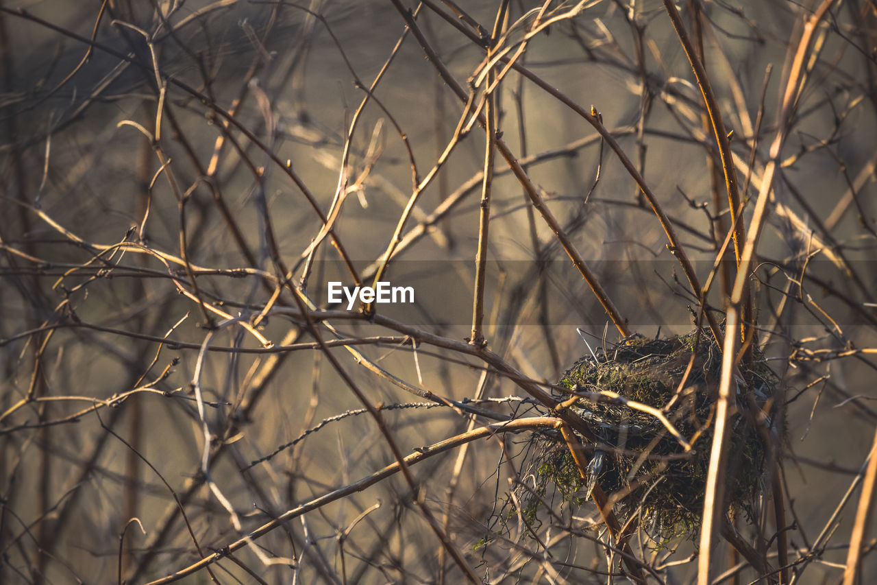 Close-up of dry twigs on bare tree