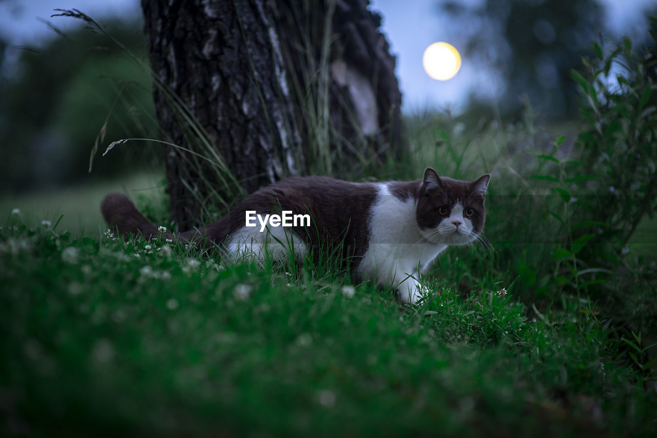British shorthair cat langewald magic wooper in a night landscape with a tree and a moon in the sky