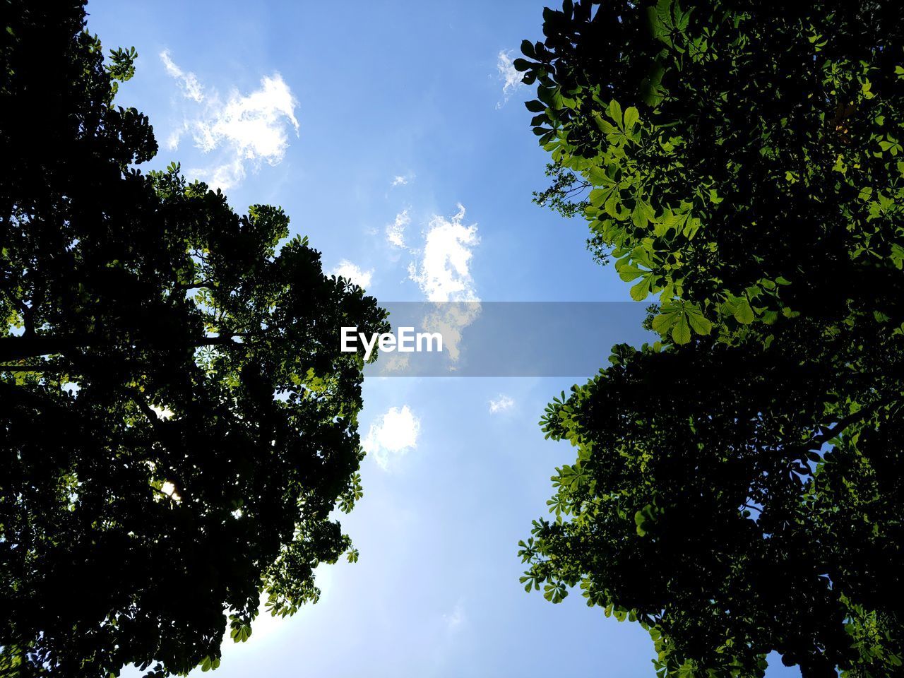 LOW ANGLE VIEW OF TREES AGAINST SKY