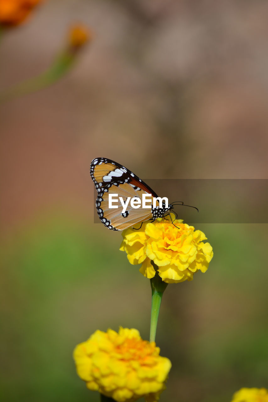 BUTTERFLY ON YELLOW FLOWER