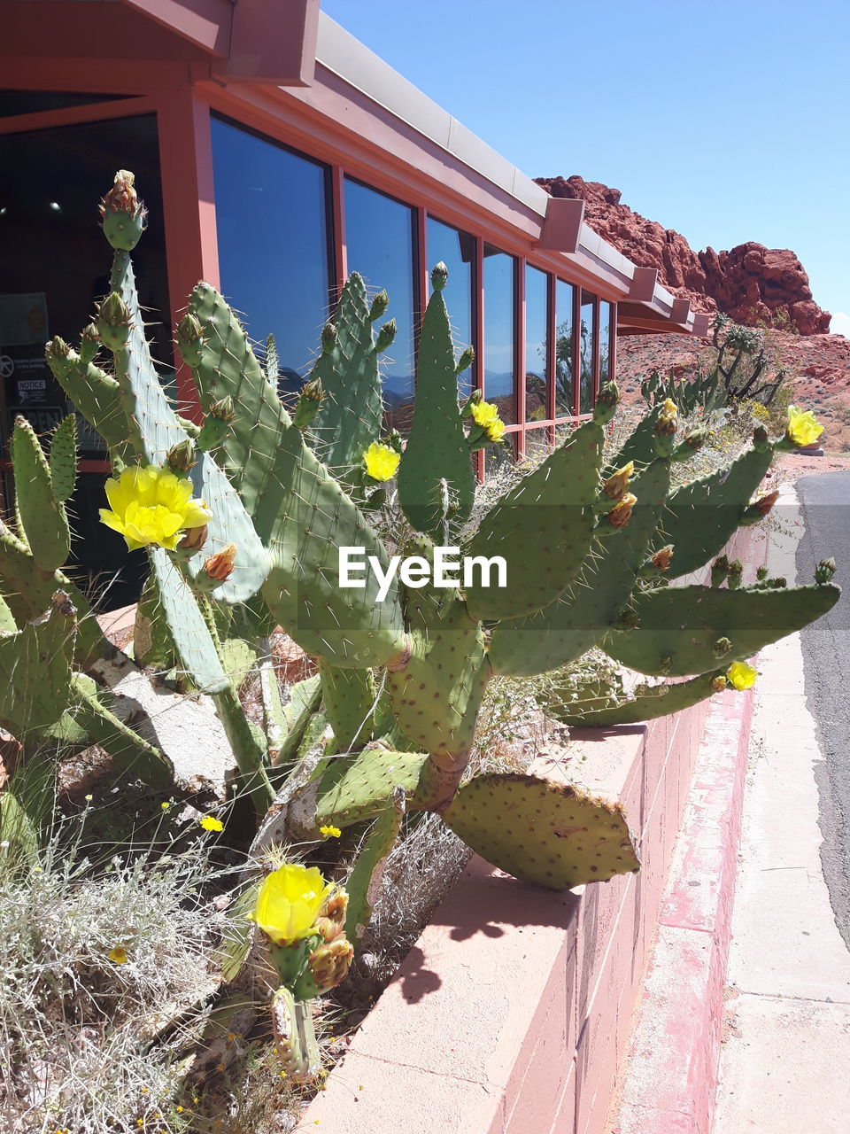 Close-up of prickly pear cactus